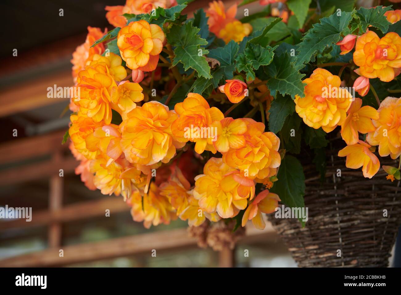 Grapeleaf Begonia (Begonia reniformis) in a wicker hanging basket during the summer, in an