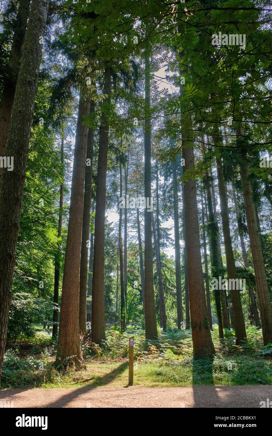 Beechenhurst Woods, near Coleford, Forest of Dean, Gloucestershire Stock Photo