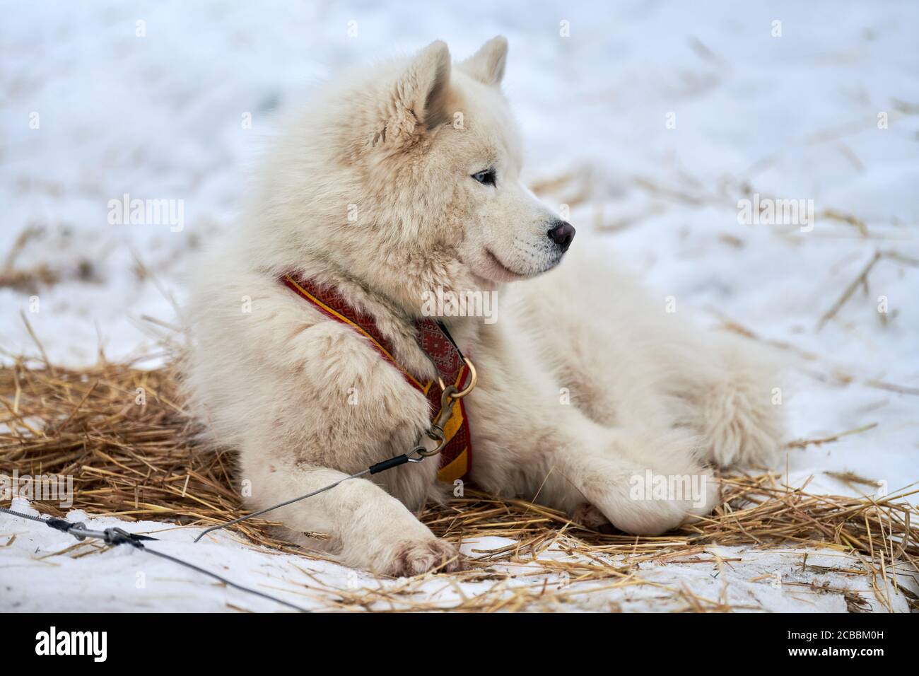Husky sled dog lies on straw, stake out line. Siberian husky dog breed resting after sled race competition. Beautiful funny pet outdoor Stock Photo