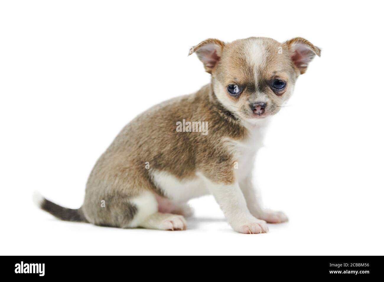 Chihuahua puppies, isolated. Little cute dog on white background ...