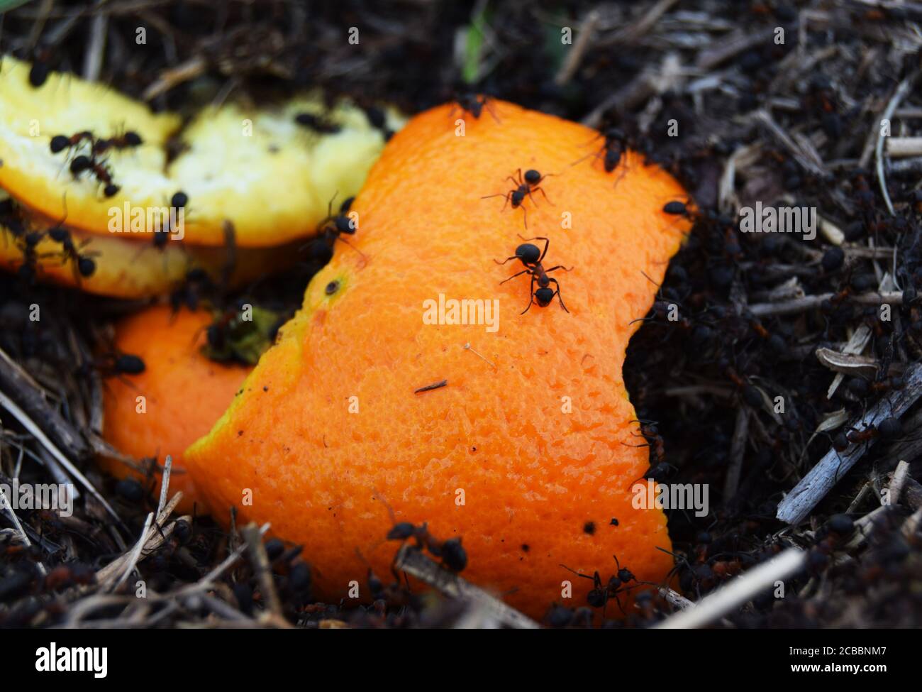An ant colony devouring an orange peel Stock Photo Alamy