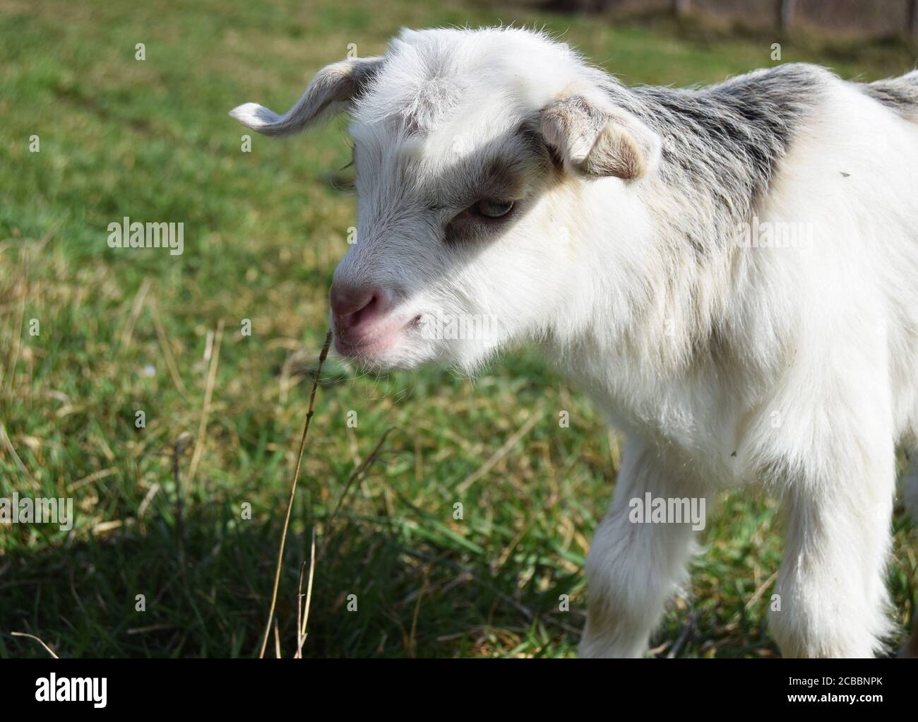 baby goat on the spring grass Stock Photo - Alamy