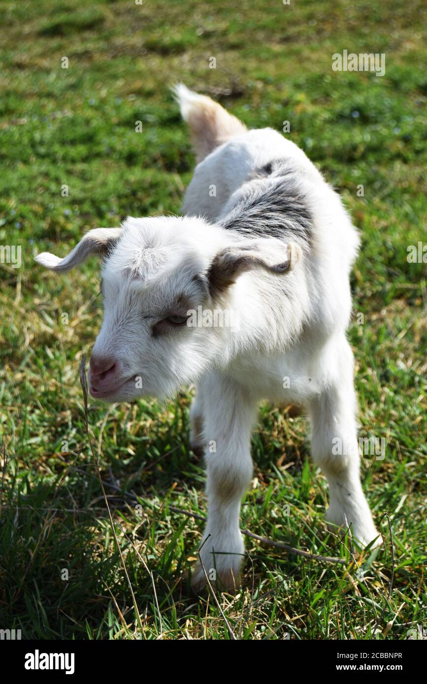baby goat on the spring grass Stock Photo - Alamy