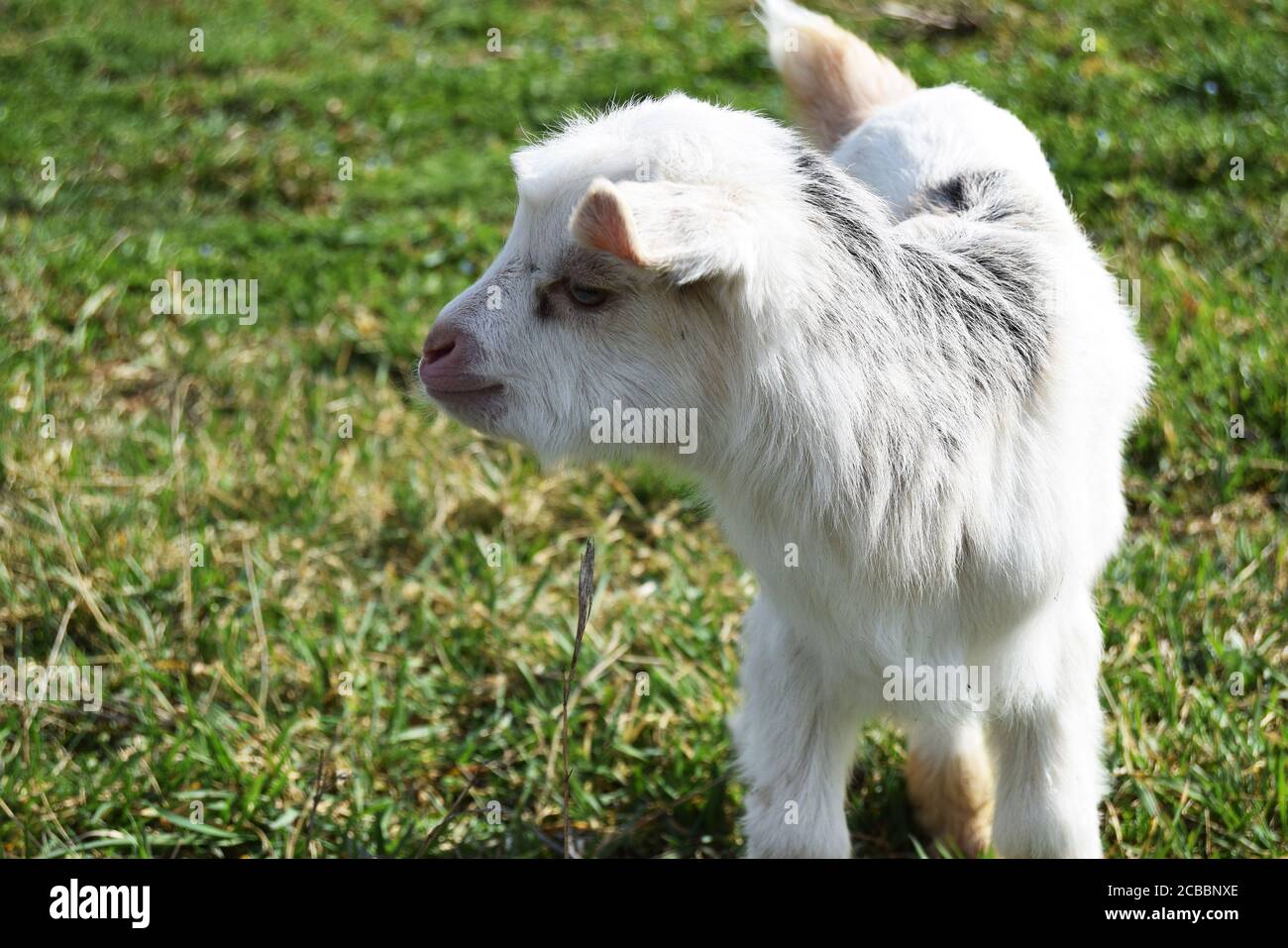 baby goat on the spring grass Stock Photo - Alamy