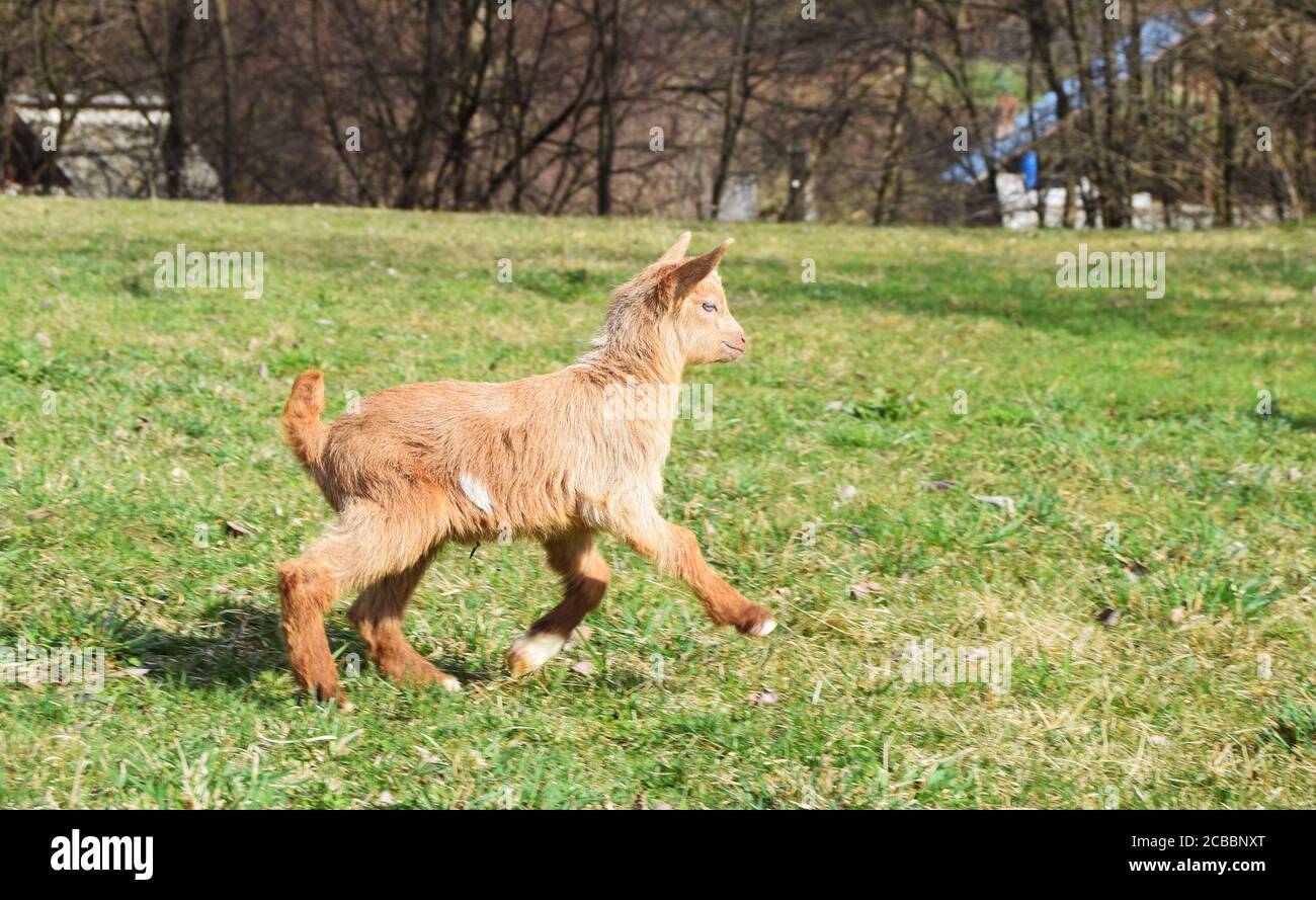 baby goat running on the spring grass Stock Photo