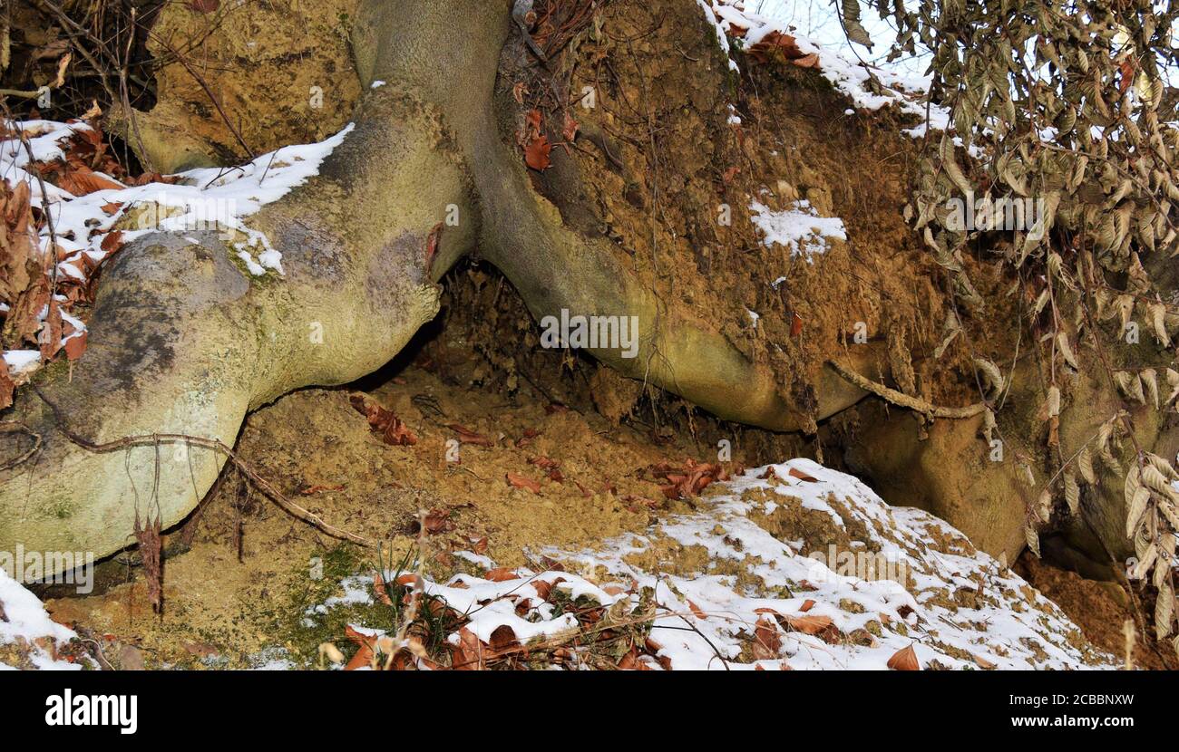 Deciduous tree with roots hi-res stock photography and images - Alamy
