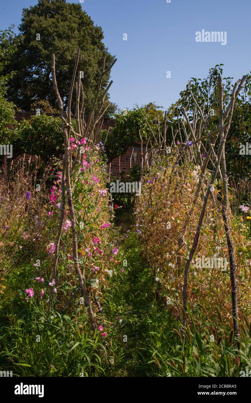 Doddington Hall Lincolnshire, growing sweet peas, fragrance, Victorian