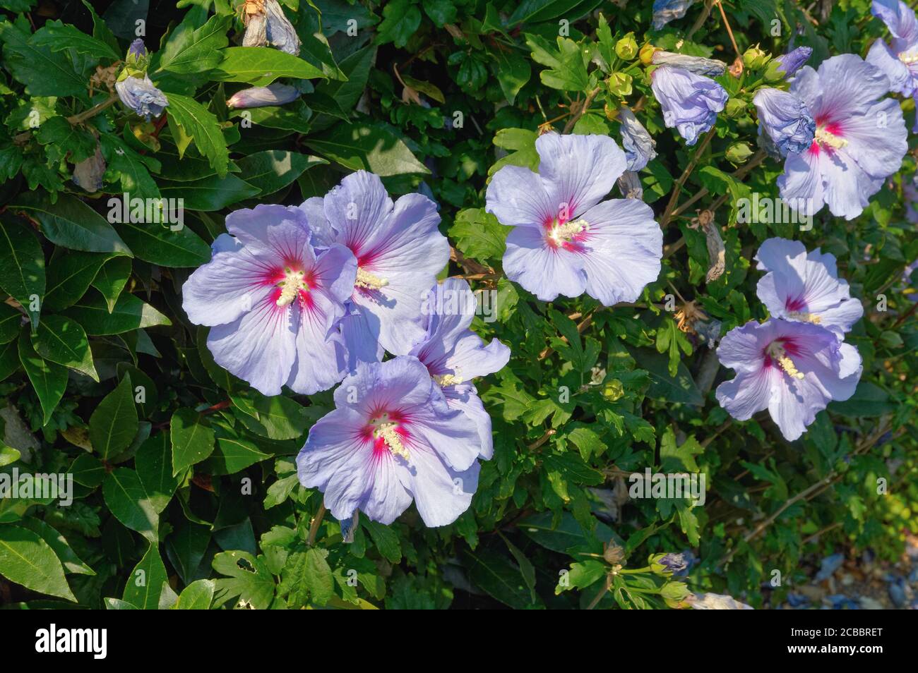 23+ Pictures Of Hibiscus Plants