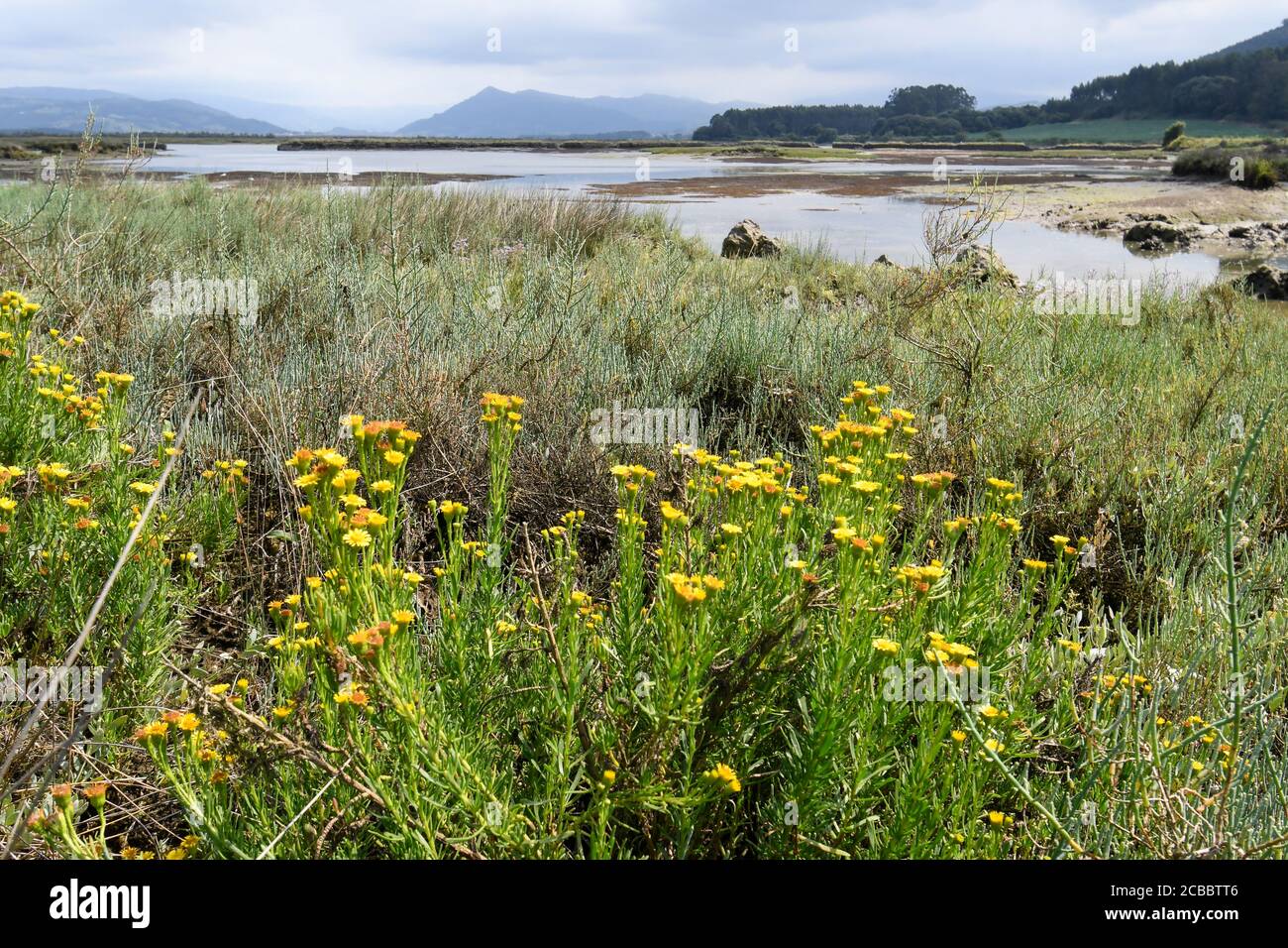 Marisma de Santoña in the background, with Inula crithmoides in the foreground Stock Photo