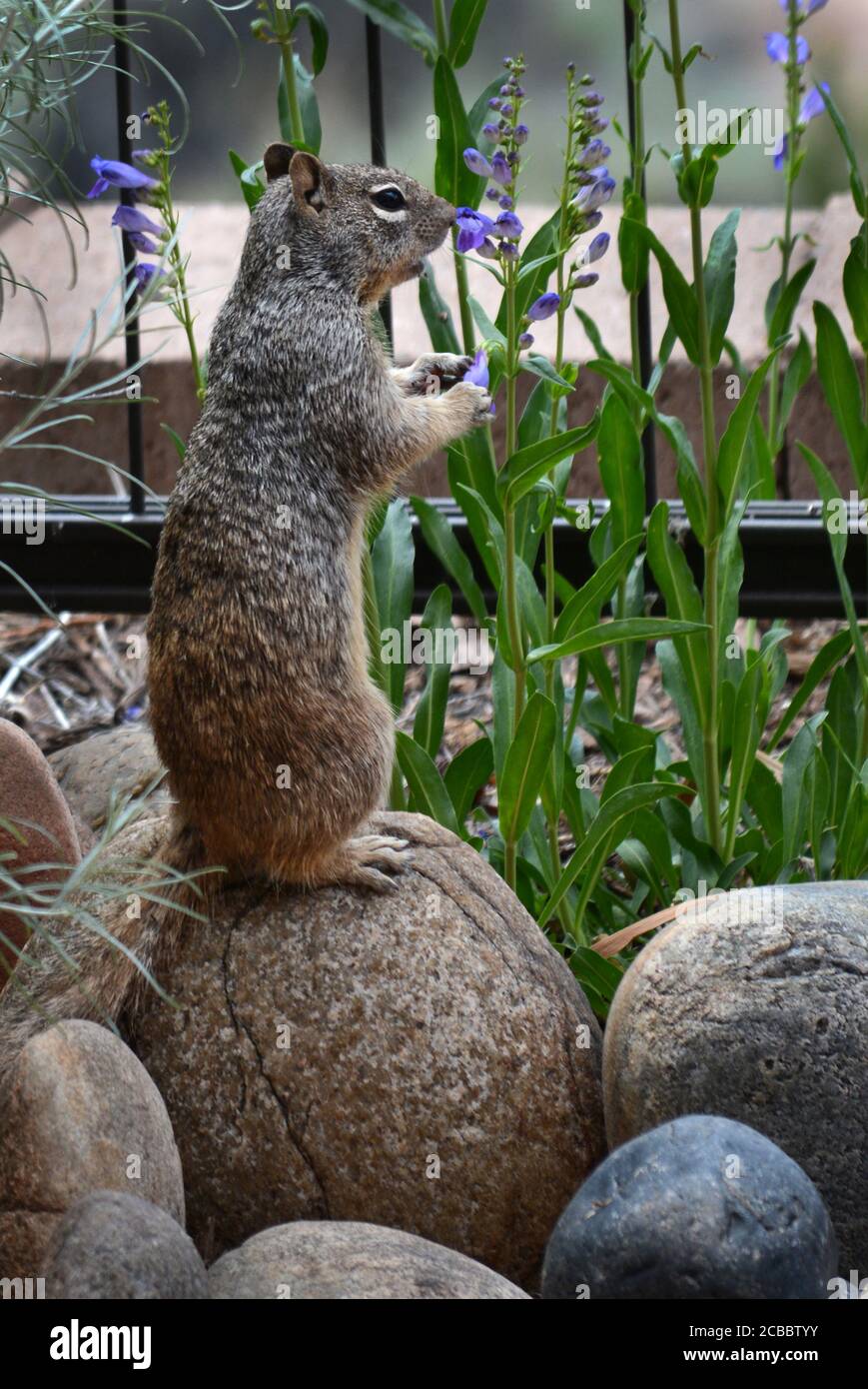 A ground squirrel (Spermophilus variegates) eats flowers (penstemon