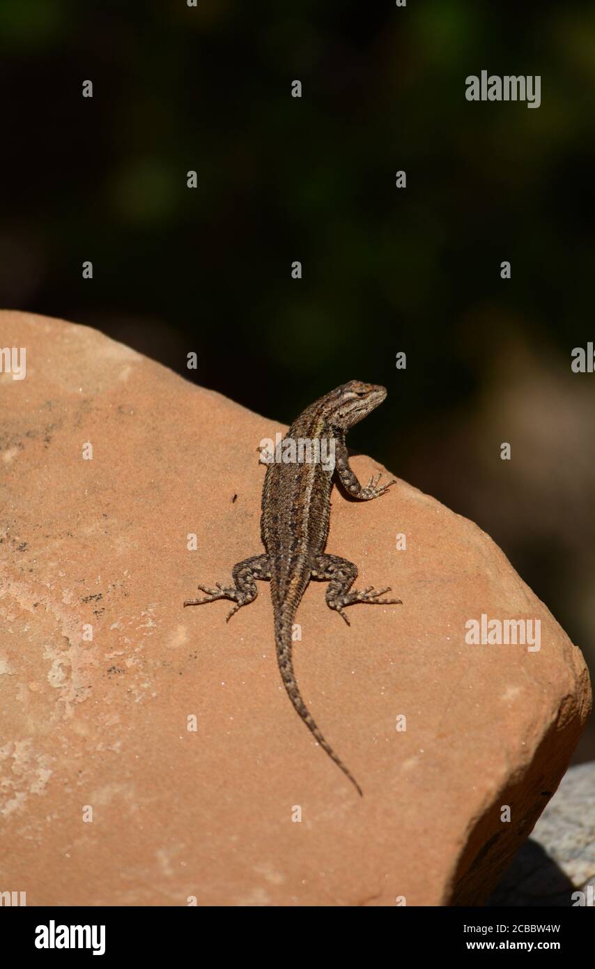 Animals of the american southwest hi-res stock photography and images - Alamy Animals of the american southwest hi-res stock photography and images - Alamy