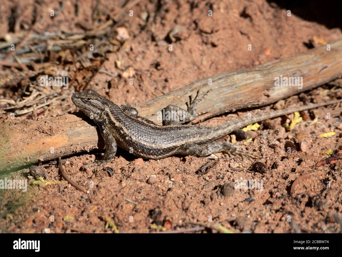 Southwest Region Animals