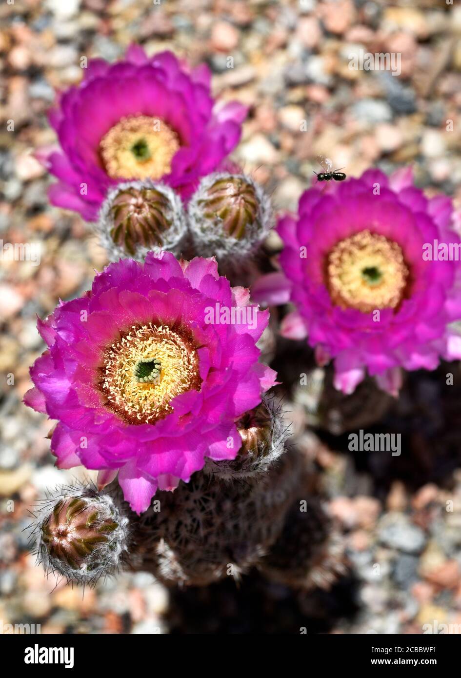 A hedgehog cactus (Echinocereus)  blooms in the American Southwest desert. Stock Photo