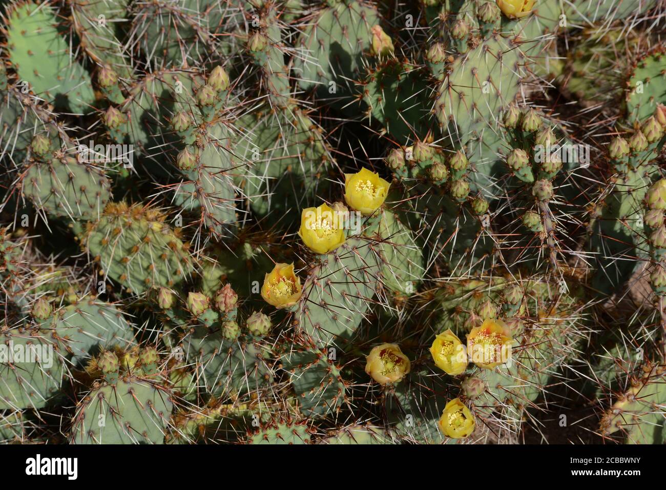 A New Mexico prickly pear cactus (Opuntia phaeacantha) blooms in the American Southwest desert. Stock Photo