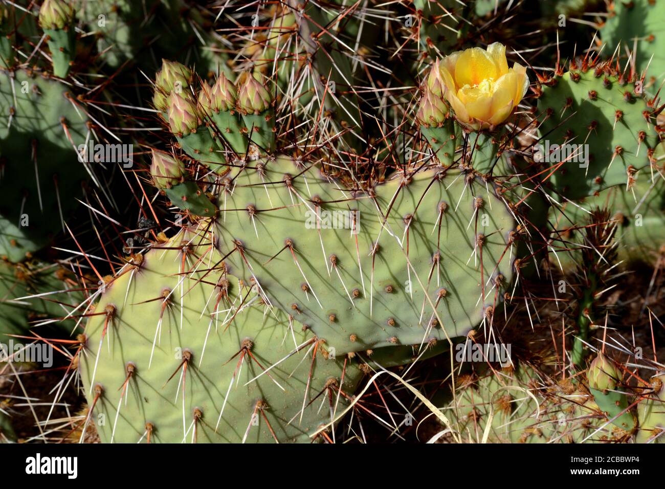 A New Mexico prickly pear cactus (Opuntia phaeacantha) blooms in the American Southwest desert. Stock Photo