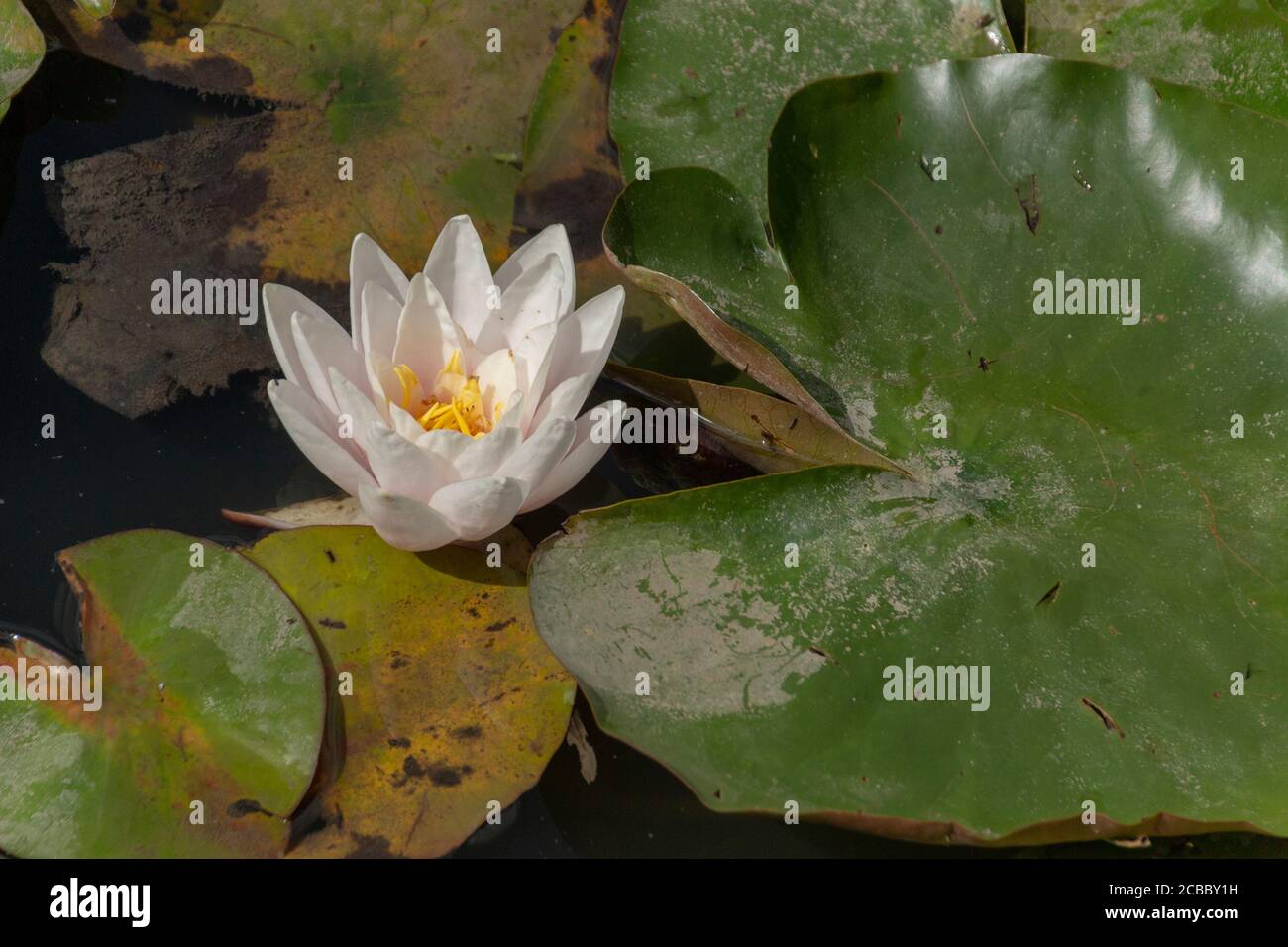 American white water lily hi-res stock photography and images - Alamy