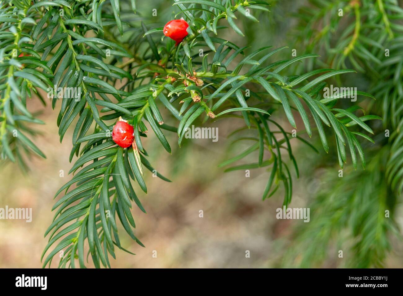 a close up view of small red berries of the canada yew plant Stock Photo