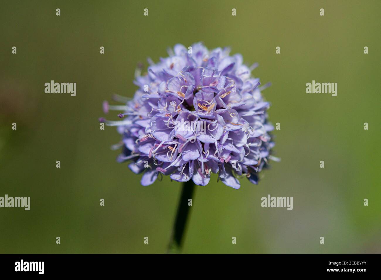 The flower head of a southern succisella (Succisella inflexa) Stock Photo