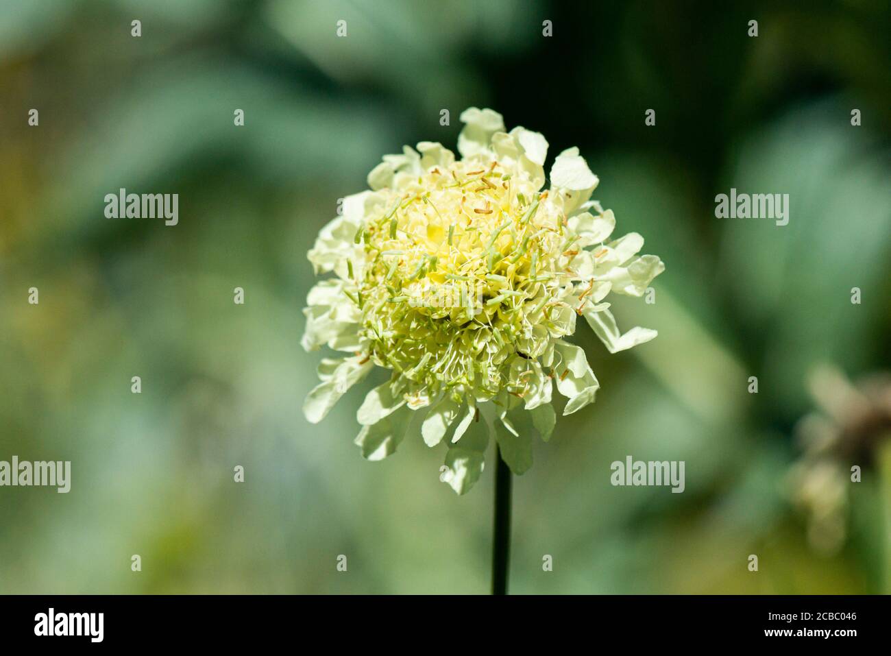 The flower of a giant scabious (Cephalaria gigantea) Stock Photo