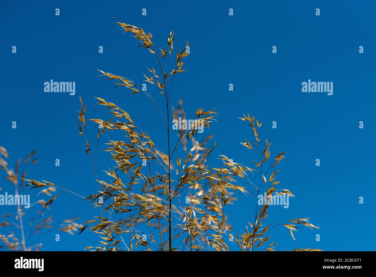 Golden oats (Stipa gigantea) against a blue sky Stock Photo