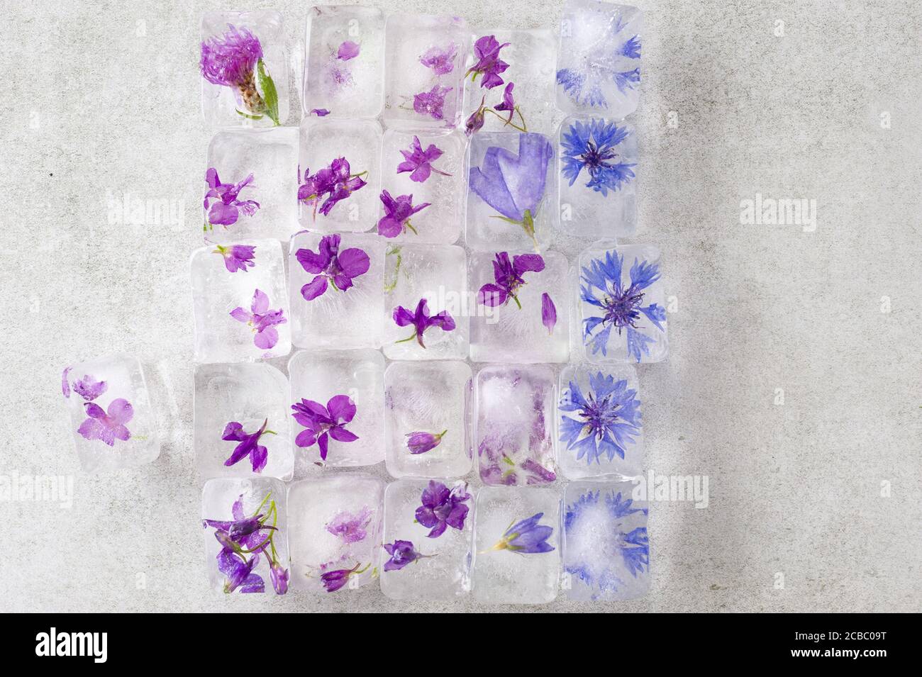 Edible summer flowers frozen in ice cubes on gray background. Floral