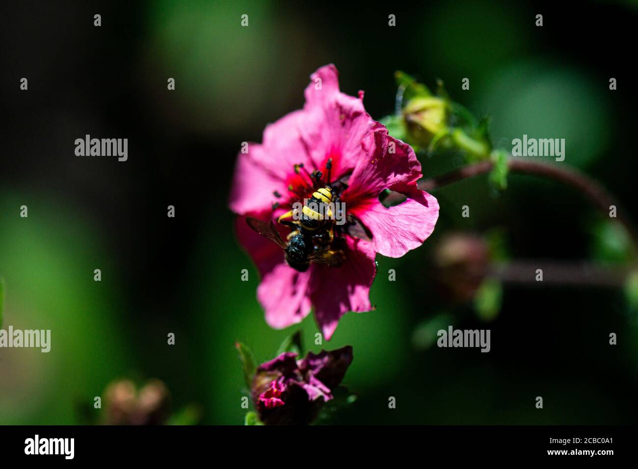 A wasp on the flower of a Nepalese cinquefoil (Potentilla nepalensis) Stock Photo