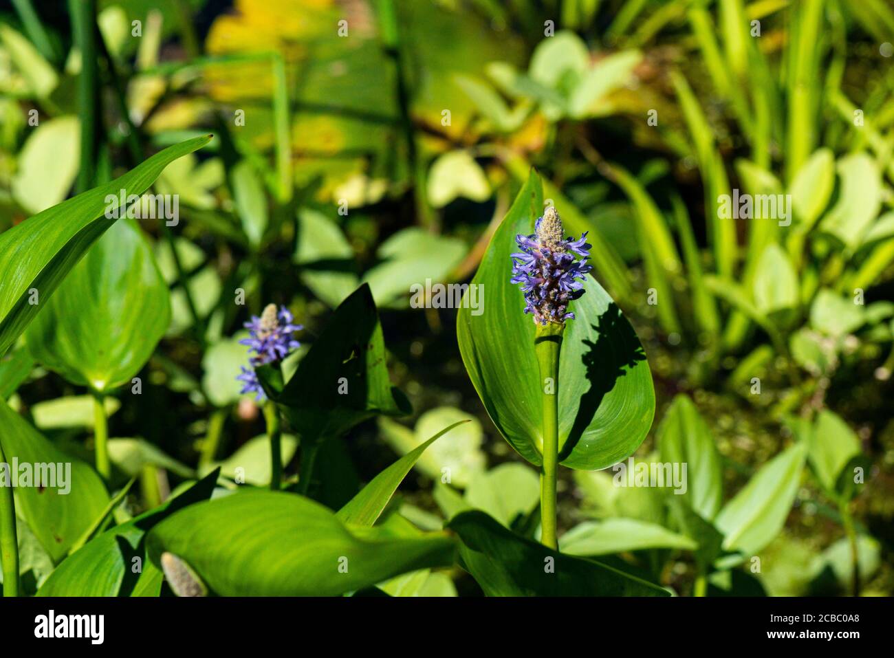 Pickerel weed (Pontederia cordata Stock Photo Alamy