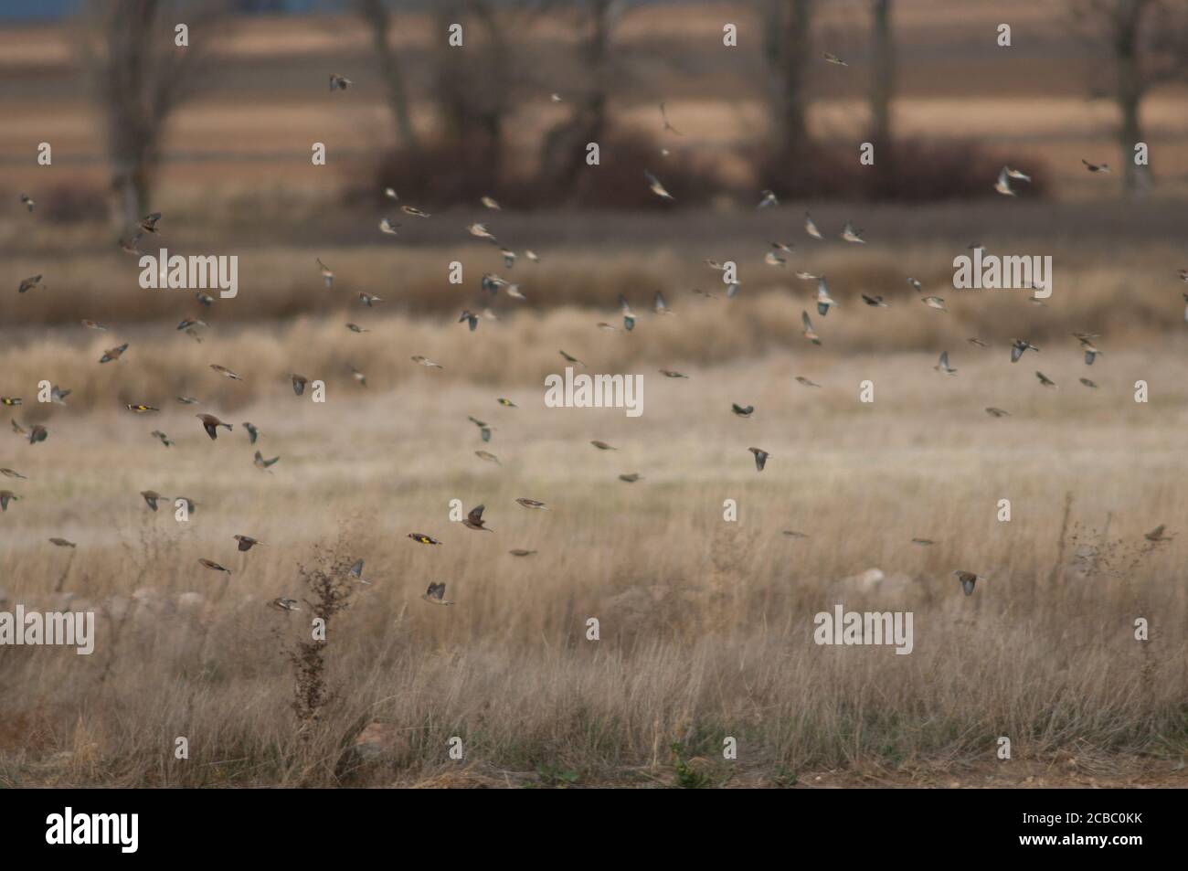 Common linnets Linaria cannabina mediterranea and European goldfinches Carduelis carduelis parva in flight. Gallocanta Lagoon. Aragon. Spain. Stock Photo