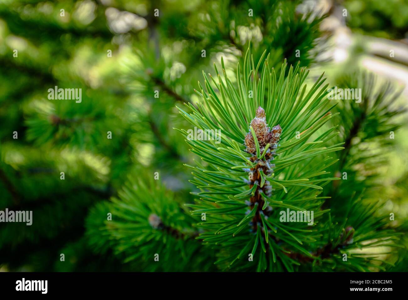Close up of a green beautiful pine branch. Stock Photo