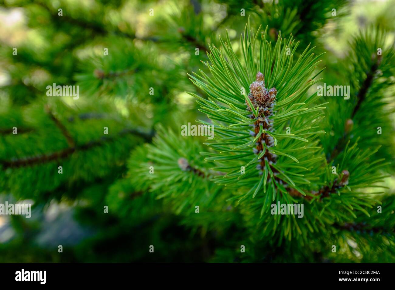 Close up of a green beautiful pine branch. Stock Photo