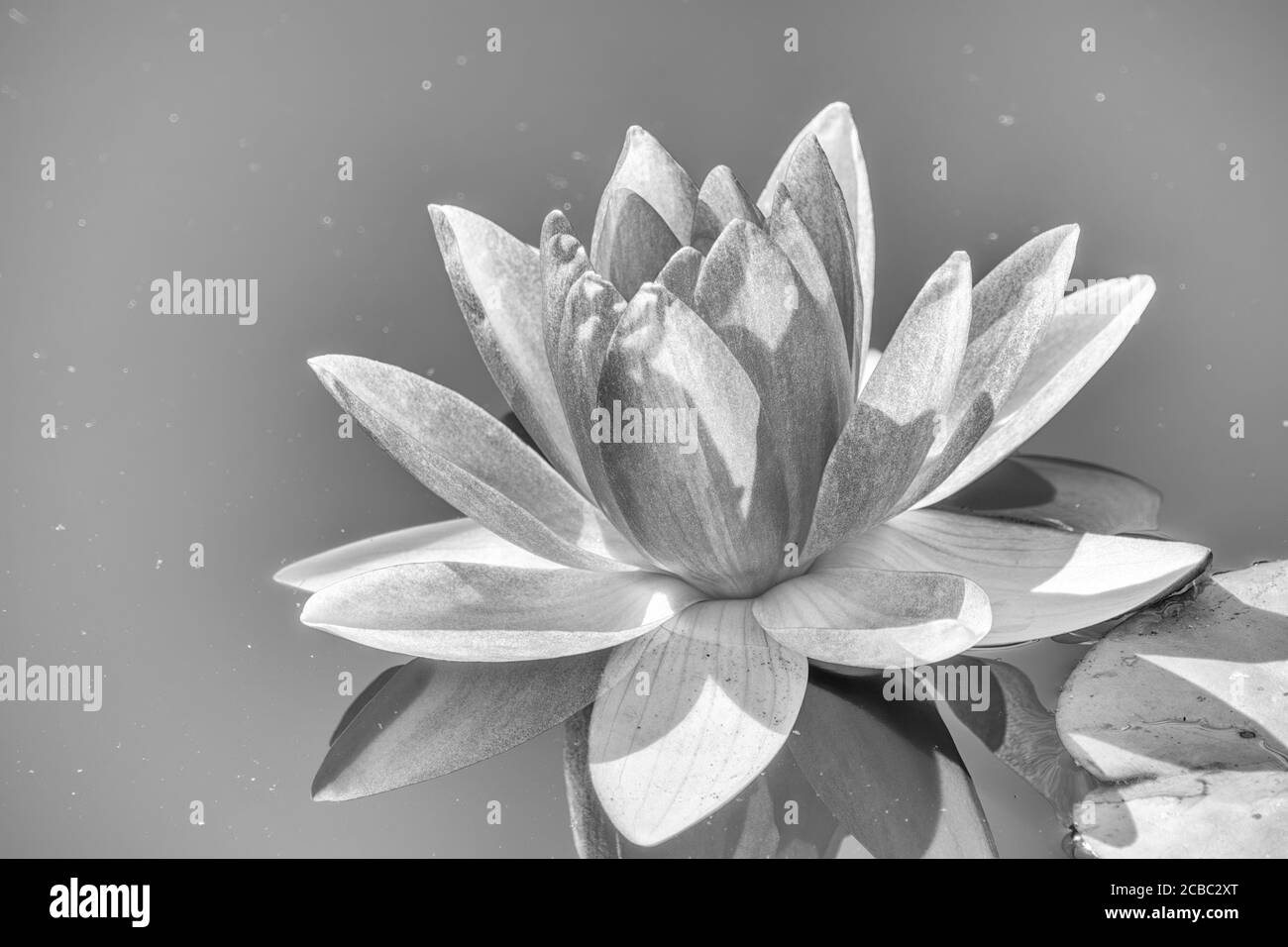Black and White photo of water lily flower, Nymphaea lotus, Nymphaea sp. hort., on a light water background. Nymphaea sp. hort., in the pond Stock Photo