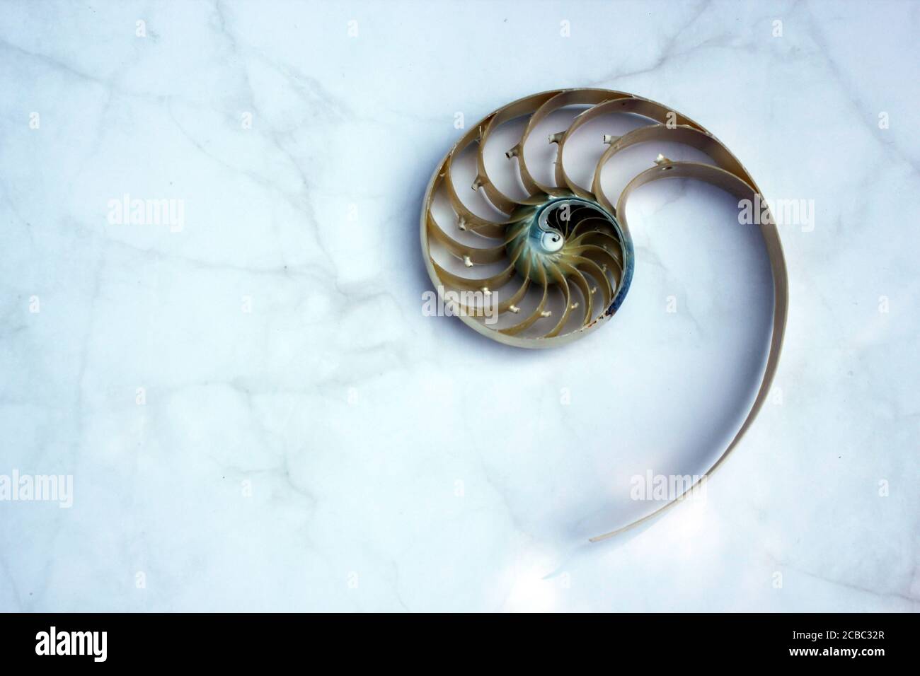 Nautilus Shell Golden Ratio High Resolution Stock Photography And Images Alamy