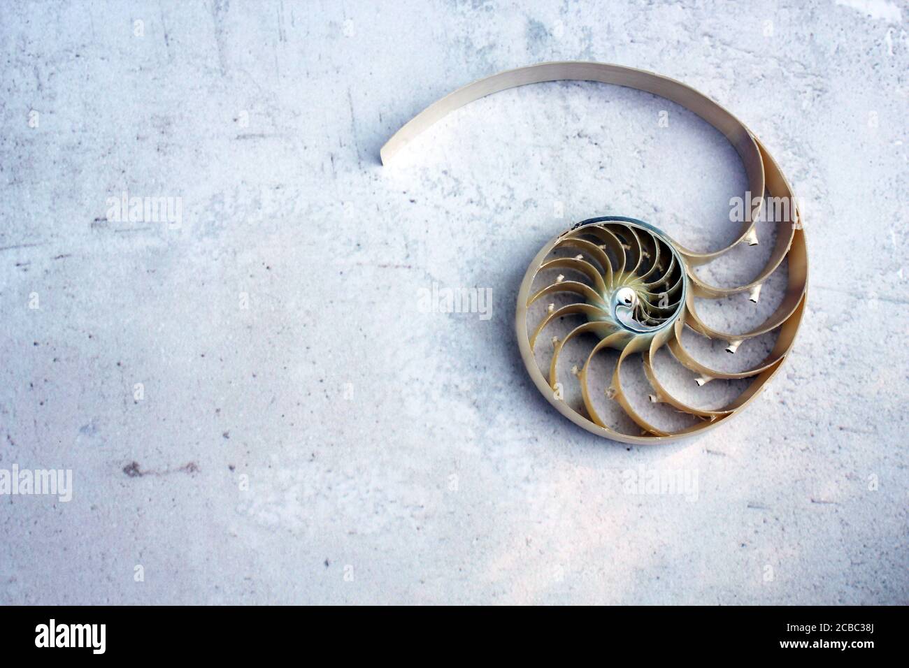 Nautilus Shell Golden Ratio High Resolution Stock Photography And Images Alamy