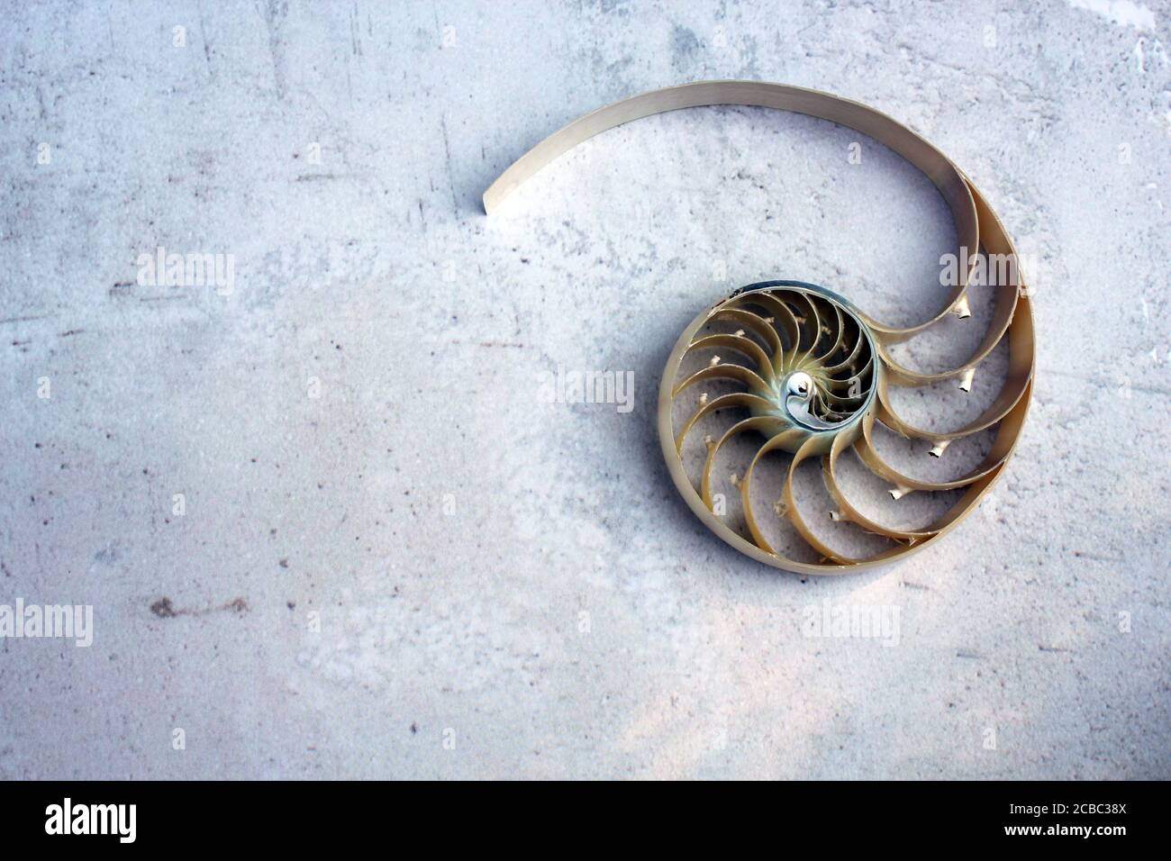 Fibonacci Sequence In Shells