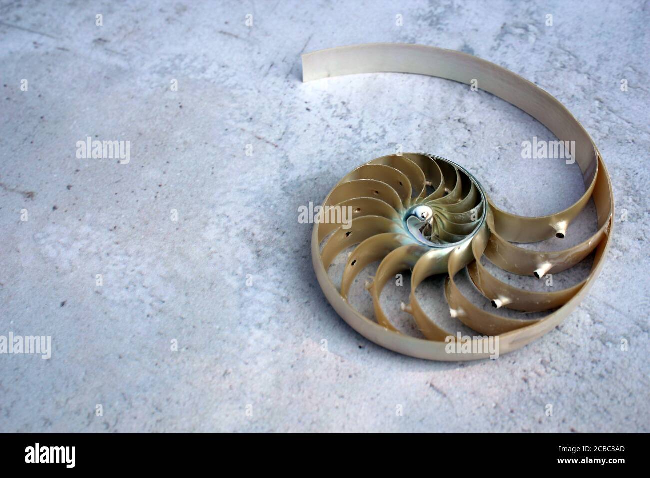 Shell Nautilus Fibonacci Section Spiral Pearl Symmetry Half Cross Golden Ratio Shell Structure Close Up Mother Pearl Pompilius Nautilus Shell Stock Photo Alamy
