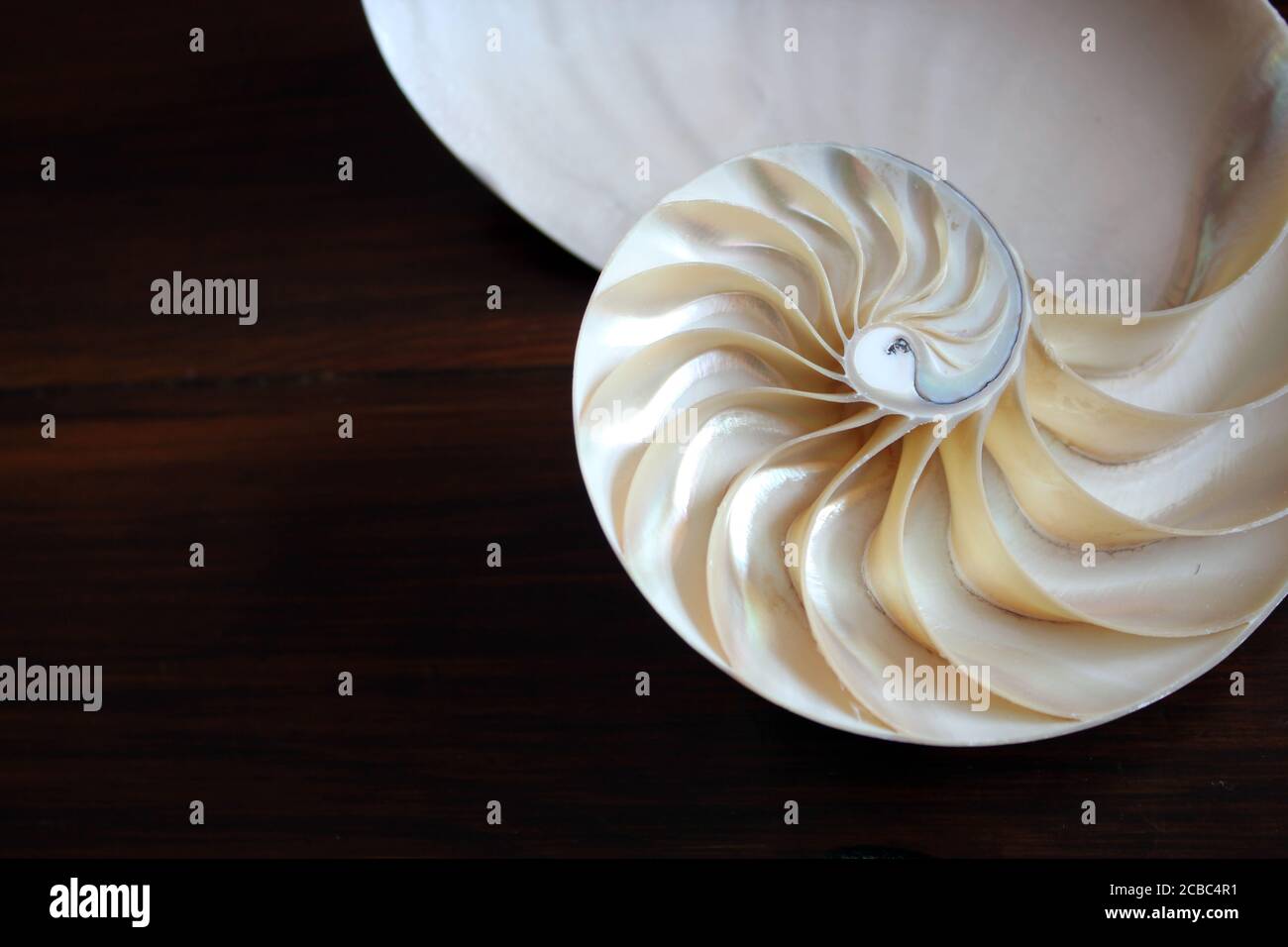 Shell Nautilus Fibonacci Section Spiral Pearl Symmetry Half Cross Golden Ratio Shell Structure Close Up Mother Pearl Pompilius Nautilus Shell Stock Photo Alamy