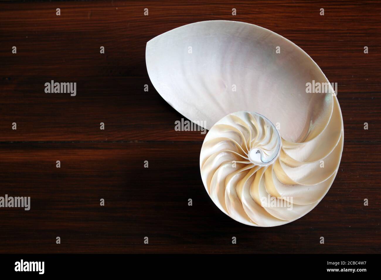 Shell Nautilus Fibonacci Section Spiral Pearl Symmetry Half Cross Golden Ratio Shell Structure Close Up Mother Pearl Pompilius Nautilus Shell Stock Photo Alamy