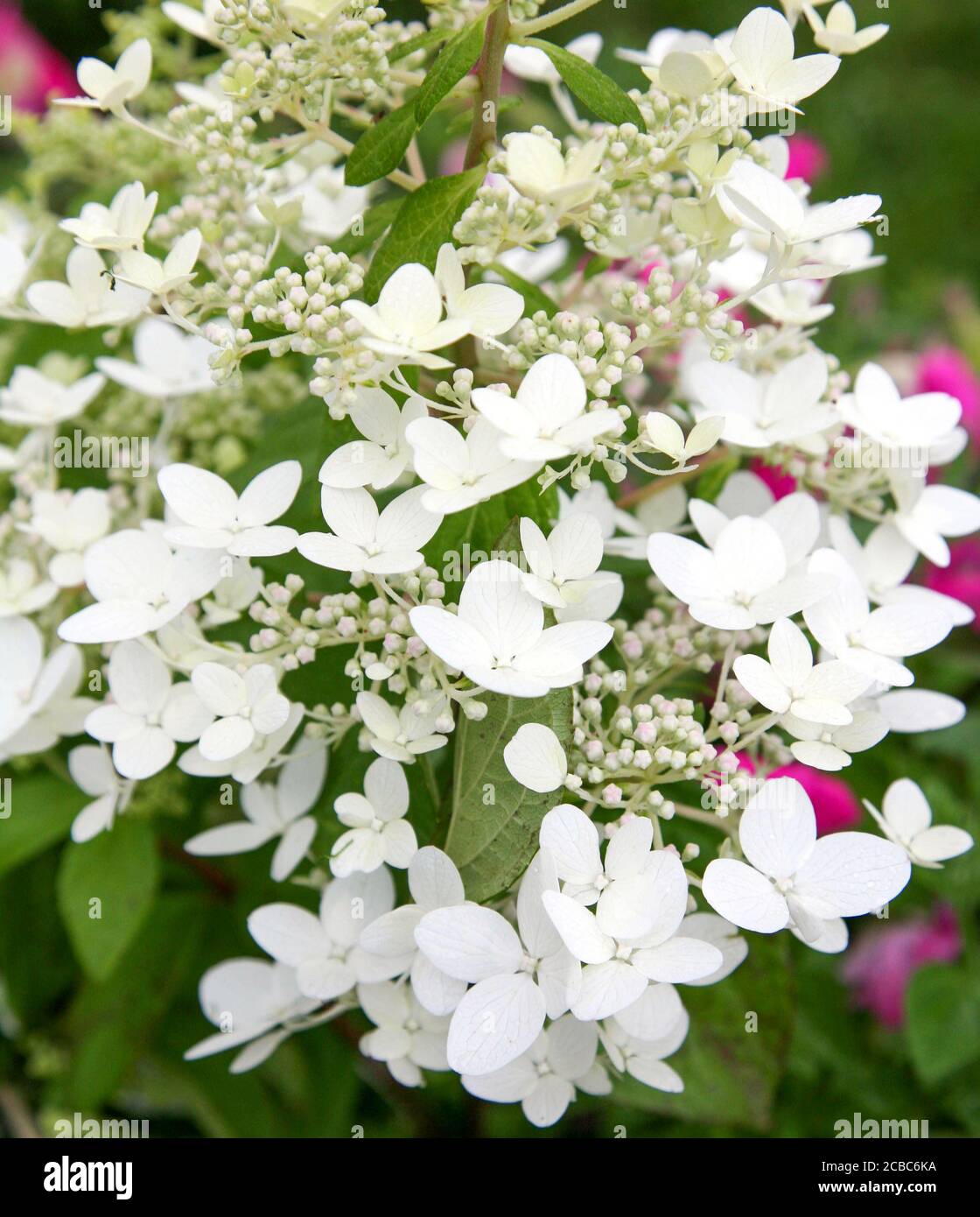 White flowers of hydrangea paniculata Stock Photo