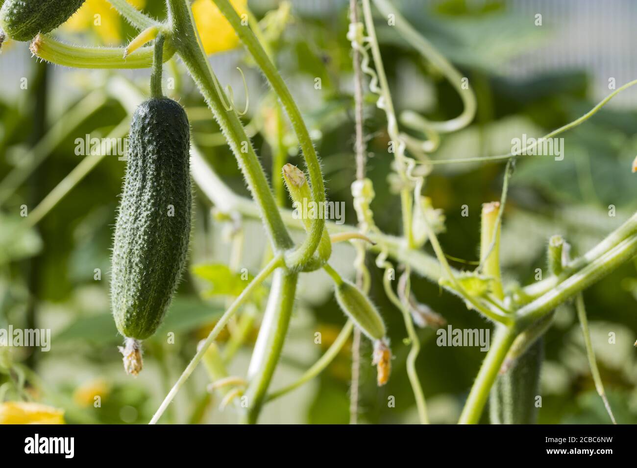 Young Cucumber Plants High Resolution Stock Photography And Images Alamy