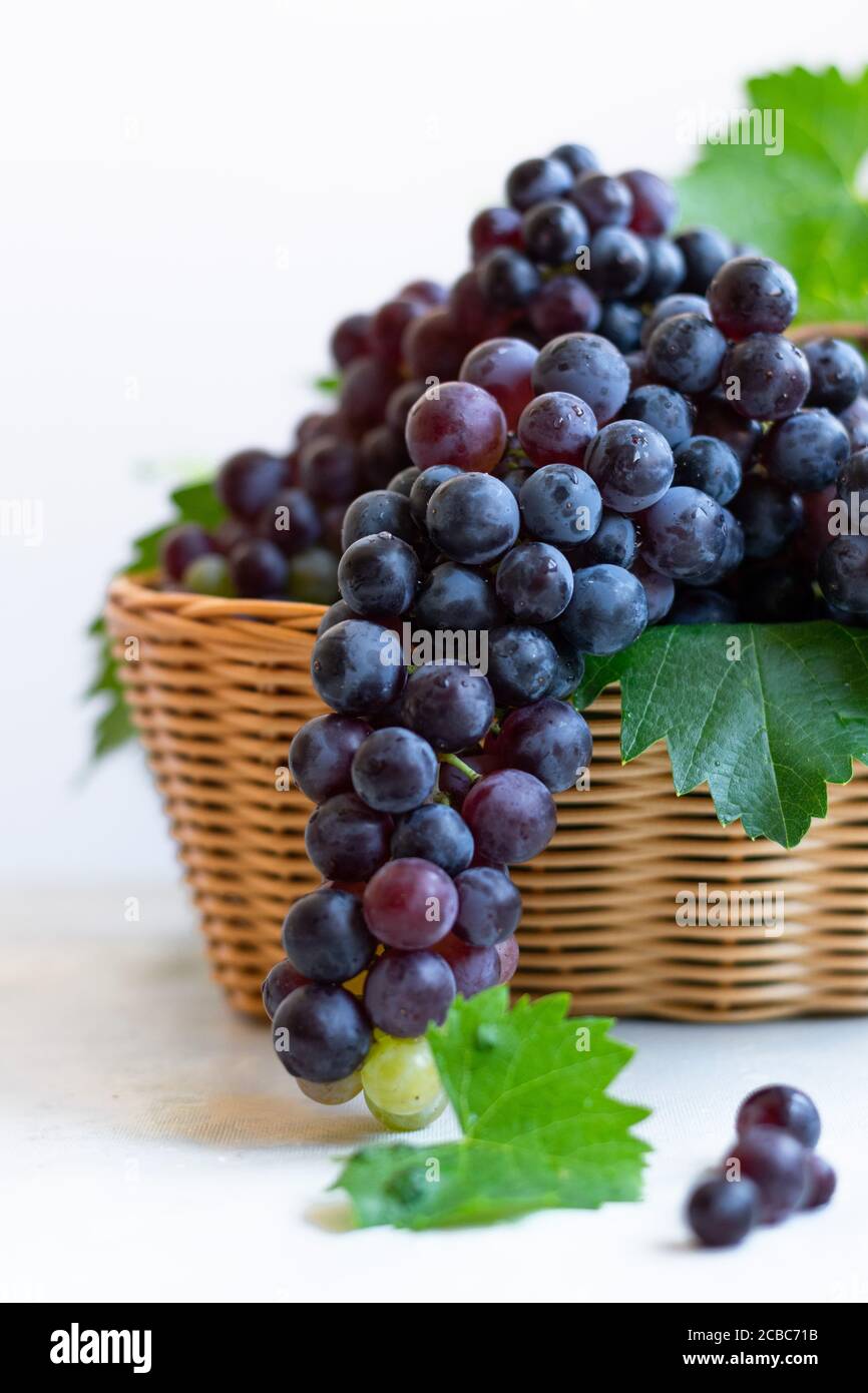 Bunch of black grapes, concept of harvest, viticulture, healthy organic ingredients Stock Photo