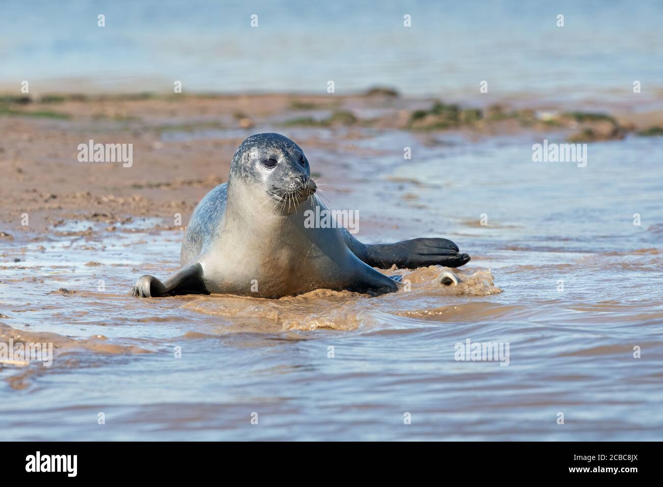 Playful Harbour Seal (Phoca vitulina) on the Norfolk coast Stock Photo