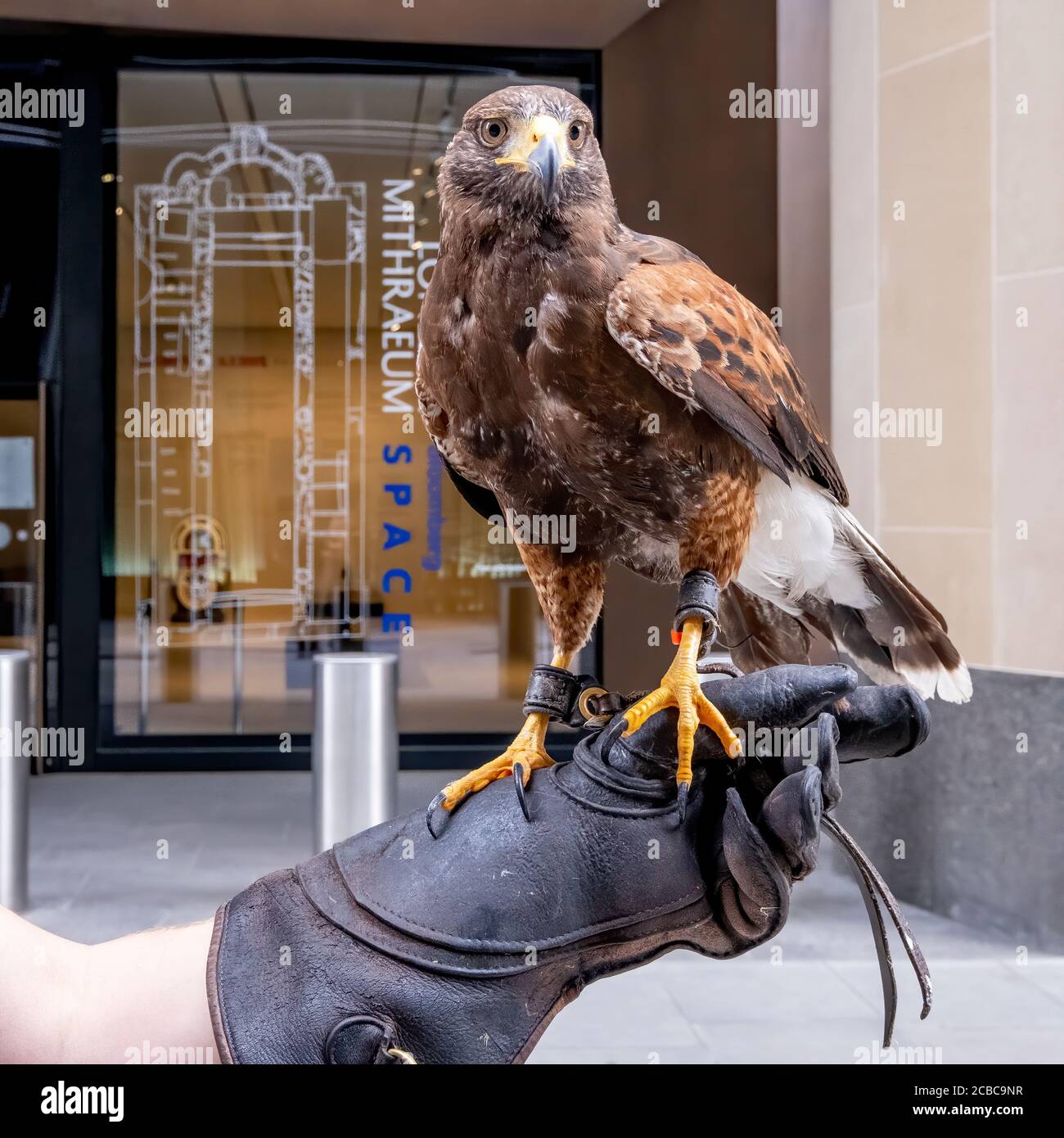An American Red Hawk and handler in the City of London being trained to act as a deterrent to pigeons and other birds that congregate at stations Stock Photo