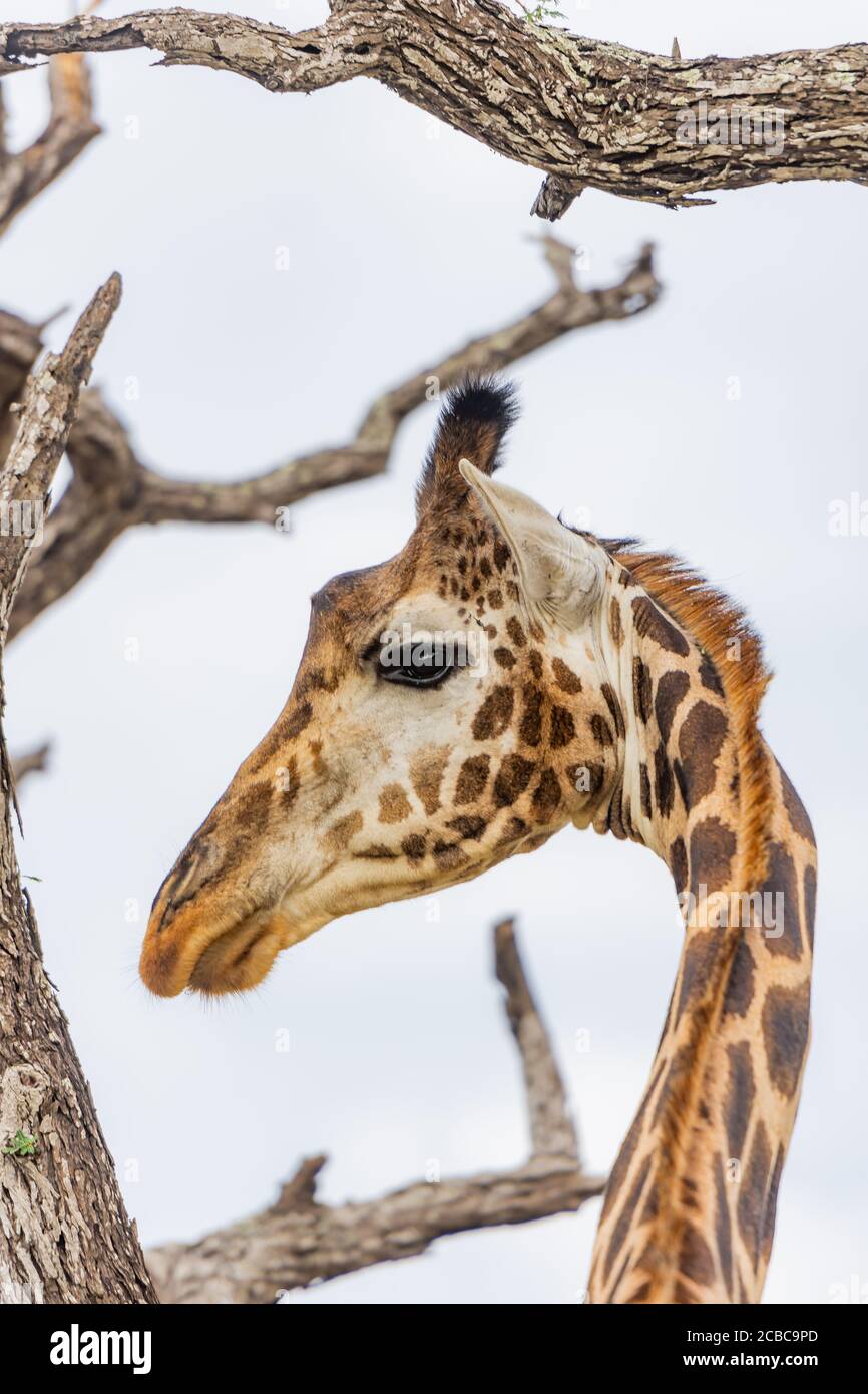 African Giraffes head between tree branches Stock Photo