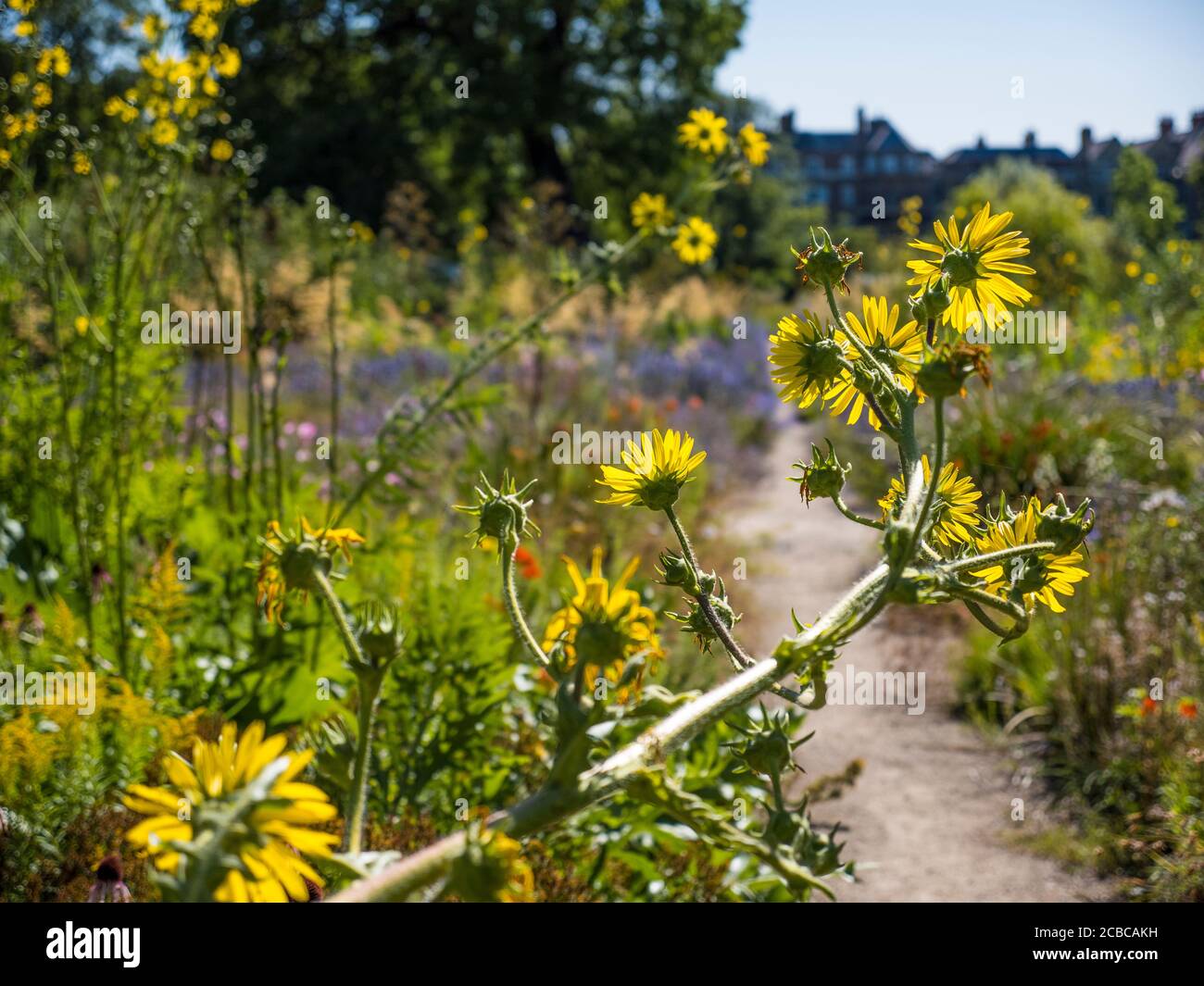 Pretty Berkheya Purpurea, Wildflowers, The Merton Borders, The Lower Garden, University of Oxford Botanic Gardens, Oxford, Oxfordshire, England, UK, Stock Photo