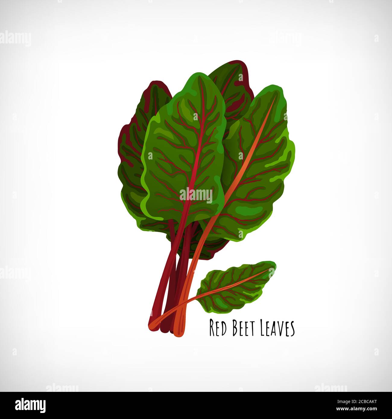 Red beet plant with fresh raw leaves isolated on white background