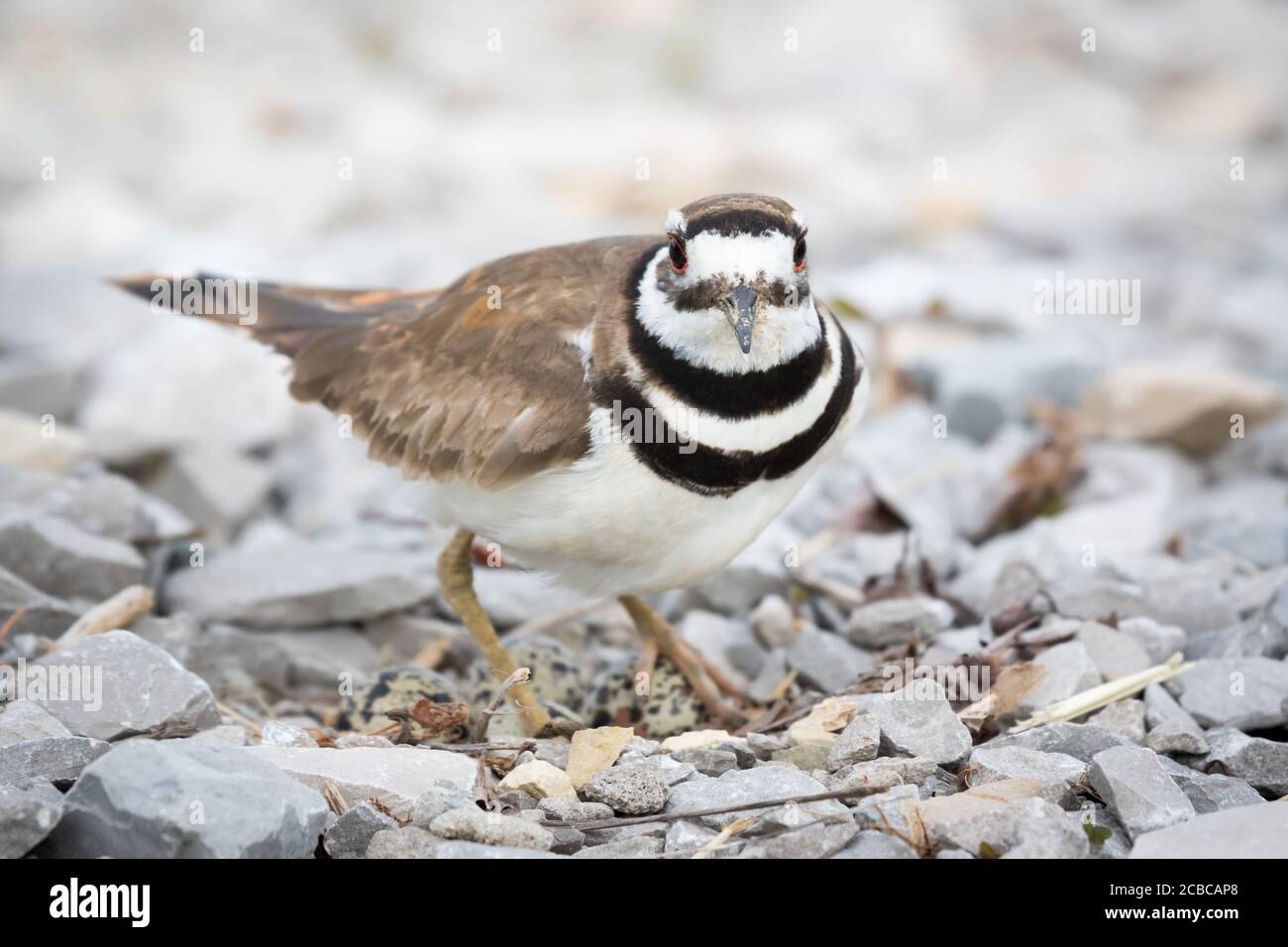 Camouflaged Killdeer protecting its nest on gravel Stock Photo