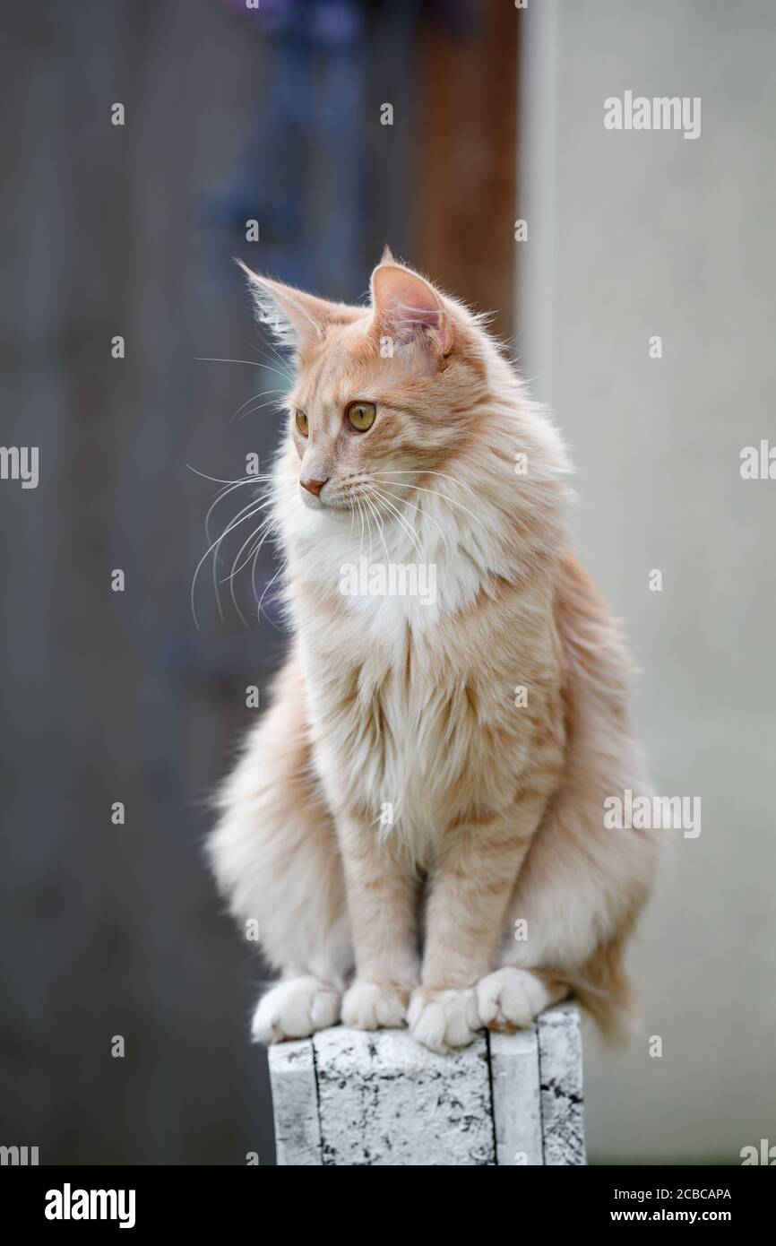Majestic Maine Coon Stock Photo - Alamy