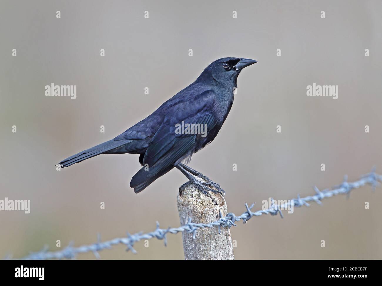 Cuban Blackbird (Divas atroviolacea) adult perched on fence post (Cuban endemic)  La Belen, Cuba          March Stock Photo