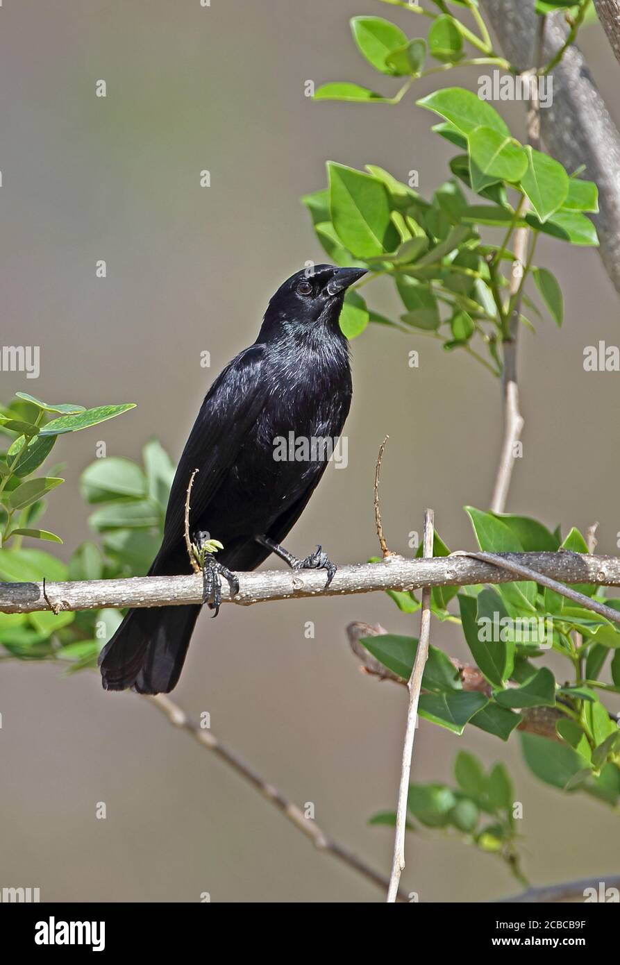 Cuban Blackbird (Divas atroviolacea) adult perched on thin branch (Cuban endemic)  La Belen, Cuba          March Stock Photo