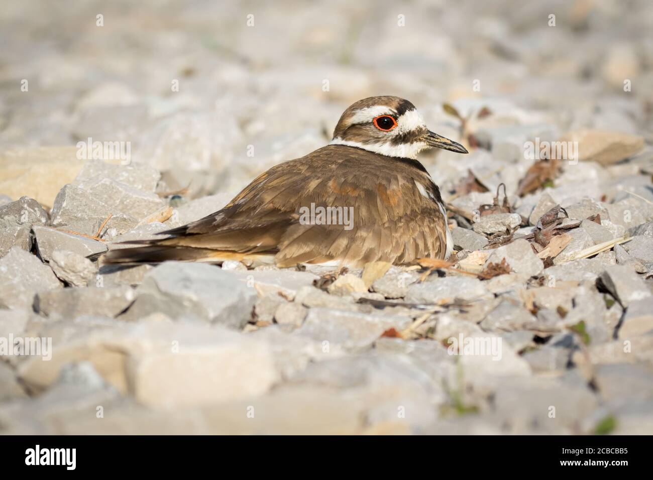 Camouflaged Killdeer protecting its nest on gravel Stock Photo